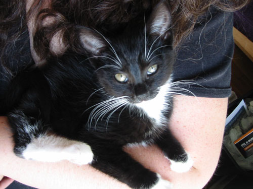 tuxedo kitten!