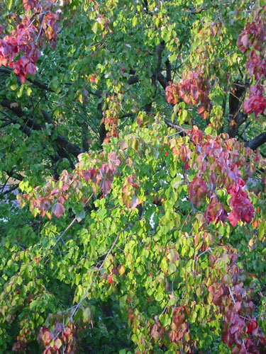 autumn tree 1