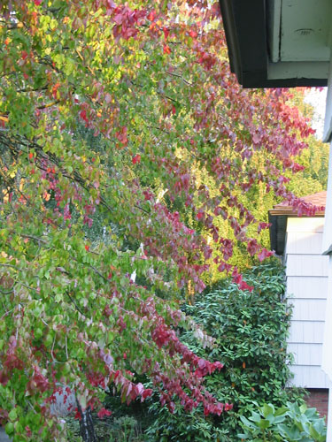 autumn tree 1