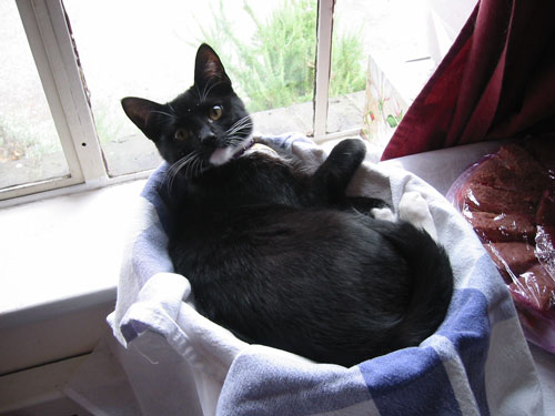 Does this basket make my butt look big?