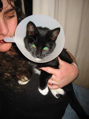 Cricket: hater of vets.