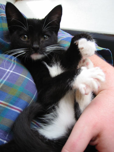 she was being a naughty kitten right before this picture was taken.