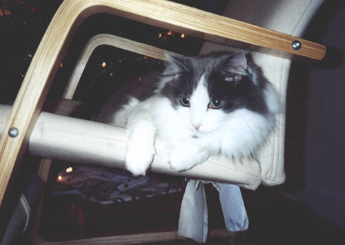 Laid-back cat.