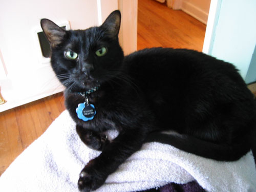 A very ill kitty, but didn't show it until the very last.