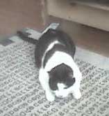 about to pounce...