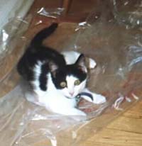no eating the tarp, Lilith.