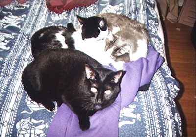 puddle of cats!